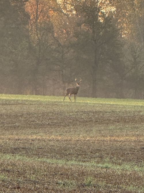 205 Pumpkin Valley Rd, Indian Mound, TN, 37079 | Card Image