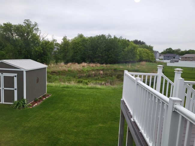 Deer enjoying the pond 5/27/2025 | Image 36