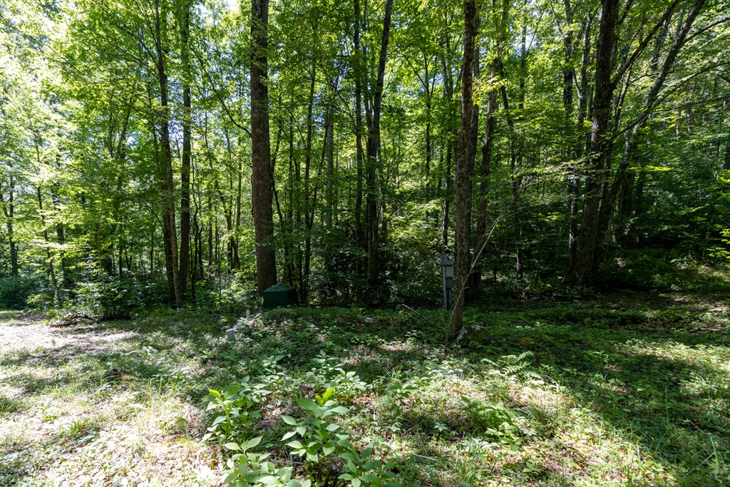 Land in Cullowhee 5