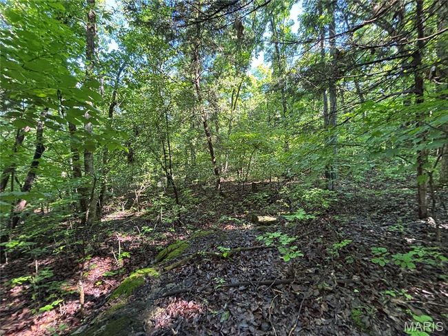 View of wooded area | Image 24
