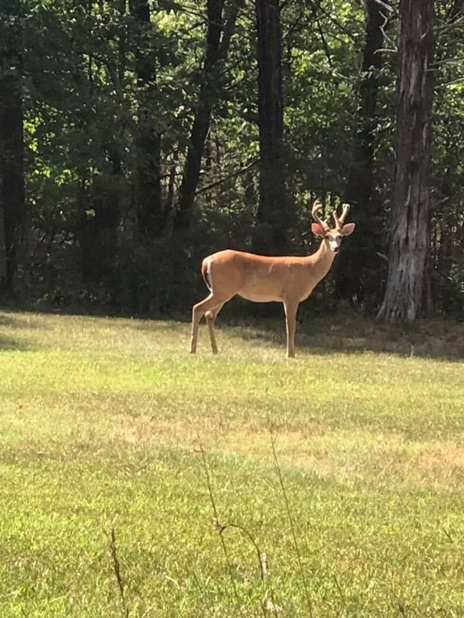 abundant deer | Image 25