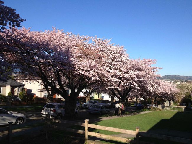 3114 Graveley St, House other with 4 bedrooms, 2 bathrooms and 1 parking in Vancouver BC | Image 6