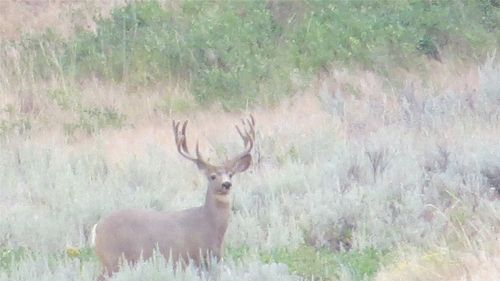 202 1st Street Se, Shelby, MT, 59474 | Card Image