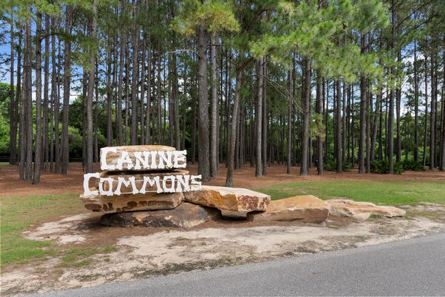 hammock bay - canine commons - awp media | Image 50