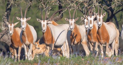 205 S Flat Rock Way, Johnson City, TX, 78636-2141 | Card Image