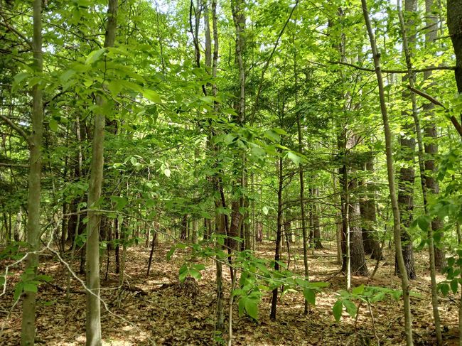 054-002-005 Middle Road, Home with 0 bedrooms, 0 bathrooms and null parking in Tuftonboro NH | Image 5