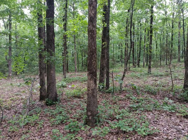 409 Russell Mountain Rd, Home with 0 bedrooms, 0 bathrooms and null parking in Bald Knob AR | Image 7
