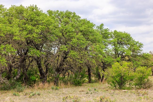 3276 Link Rd, Home with 0 bedrooms, 0 bathrooms and null parking in Doss TX | Image 26
