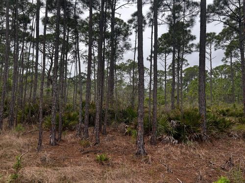 XX Warbird Cir, PANACEA, FL, 32346 | Card Image