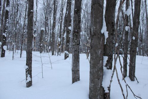 6583 Boulder Ln, Mancelona, MI, 49659 | Card Image