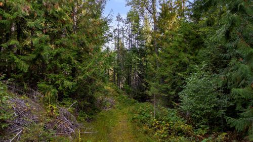 4450 Buck Creek Rd, Loon Lake, WA, 99148-9773 | Card Image