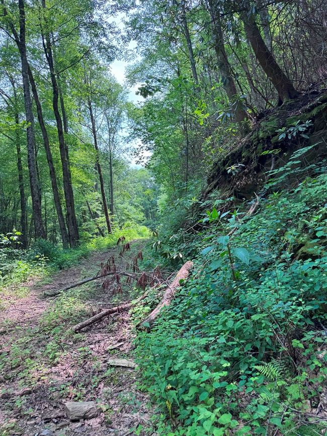 88 acres Bolden Branch Rd, Home with 0 bedrooms, 0 bathrooms and null parking in Andrews NC | Image 9