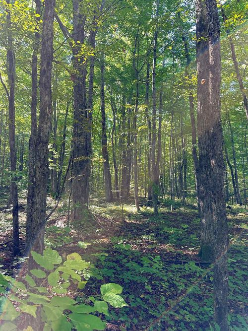 000 Woodland Dr Ne, Kalkaska, MI, 49646 | Card Image