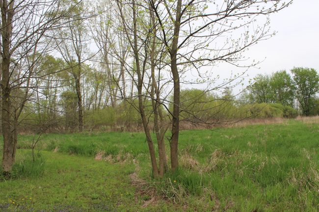marsh land 1 | Image 25