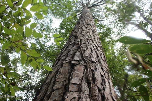 Tbd Fox Rd, Gloster, MS, 39638 | Card Image