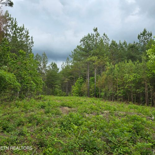 11 Holly Woods, Robbins, TN, 37852 | Card Image