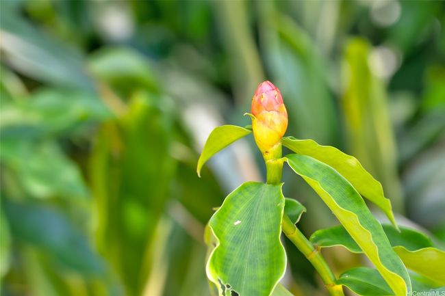 59-439 Alapio Rd, Home with 0 bedrooms, 0 bathrooms and null parking in Haleiwa HI | Image 23