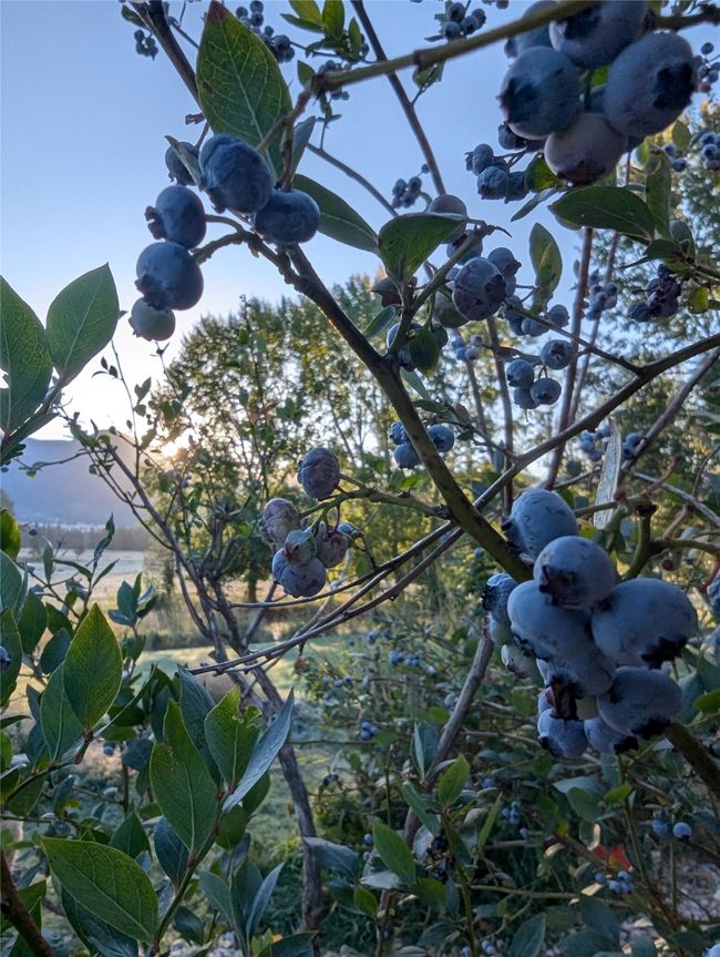Mature blueberry bushes | Image 10