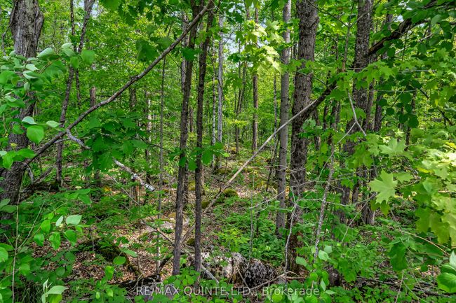 0 Forest Park Rd, Home with 0 bedrooms, 0 bathrooms and null parking in Marmora ON | Image 9