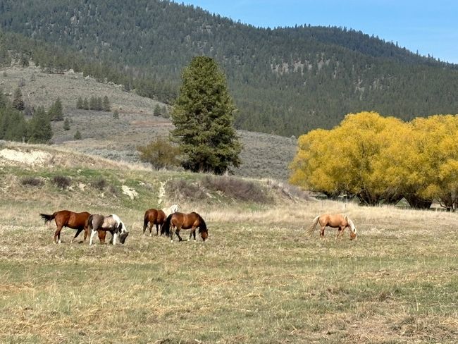 Mountain view featuring a forest view and a rural view | Image 82