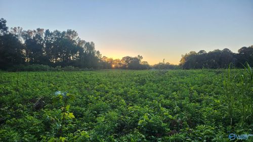 32 acres Braswell Street, Altoona, AL, 35952 | Card Image