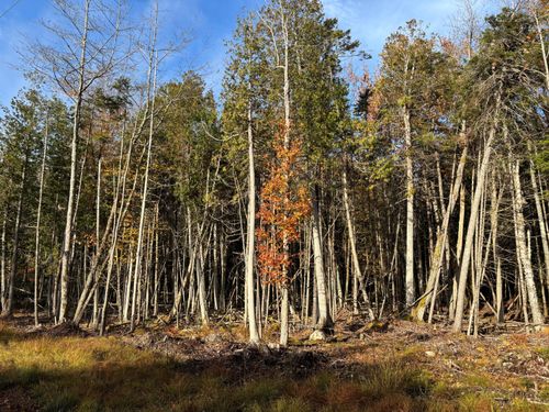 70014 Sunrise Shore Road, Steuben, ME, 04680 | Card Image