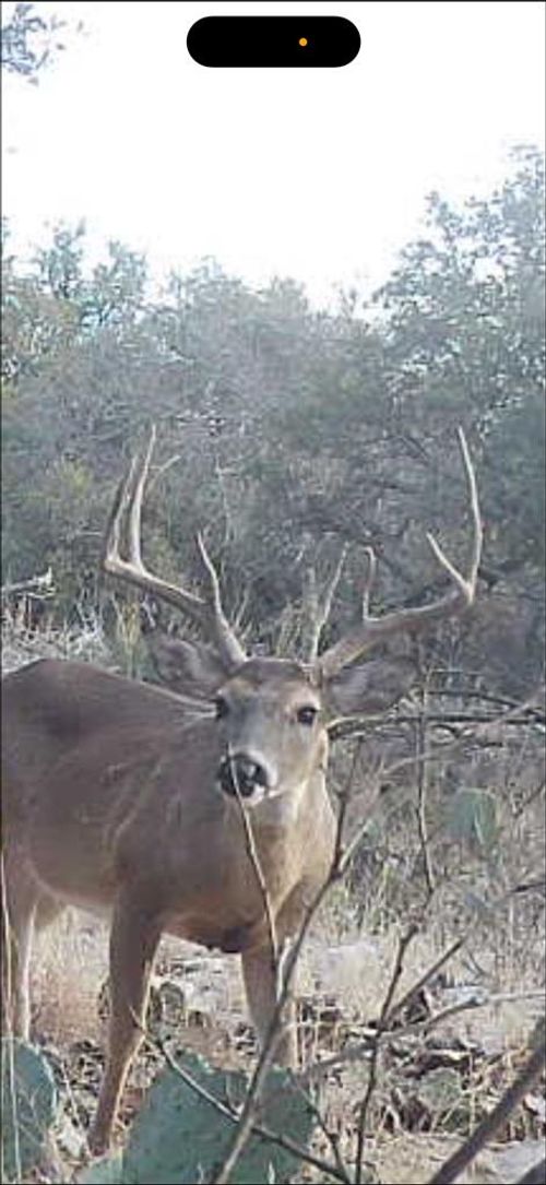 35-1512 Persimmon Rd, Eldorado, TX, 76936 | Card Image