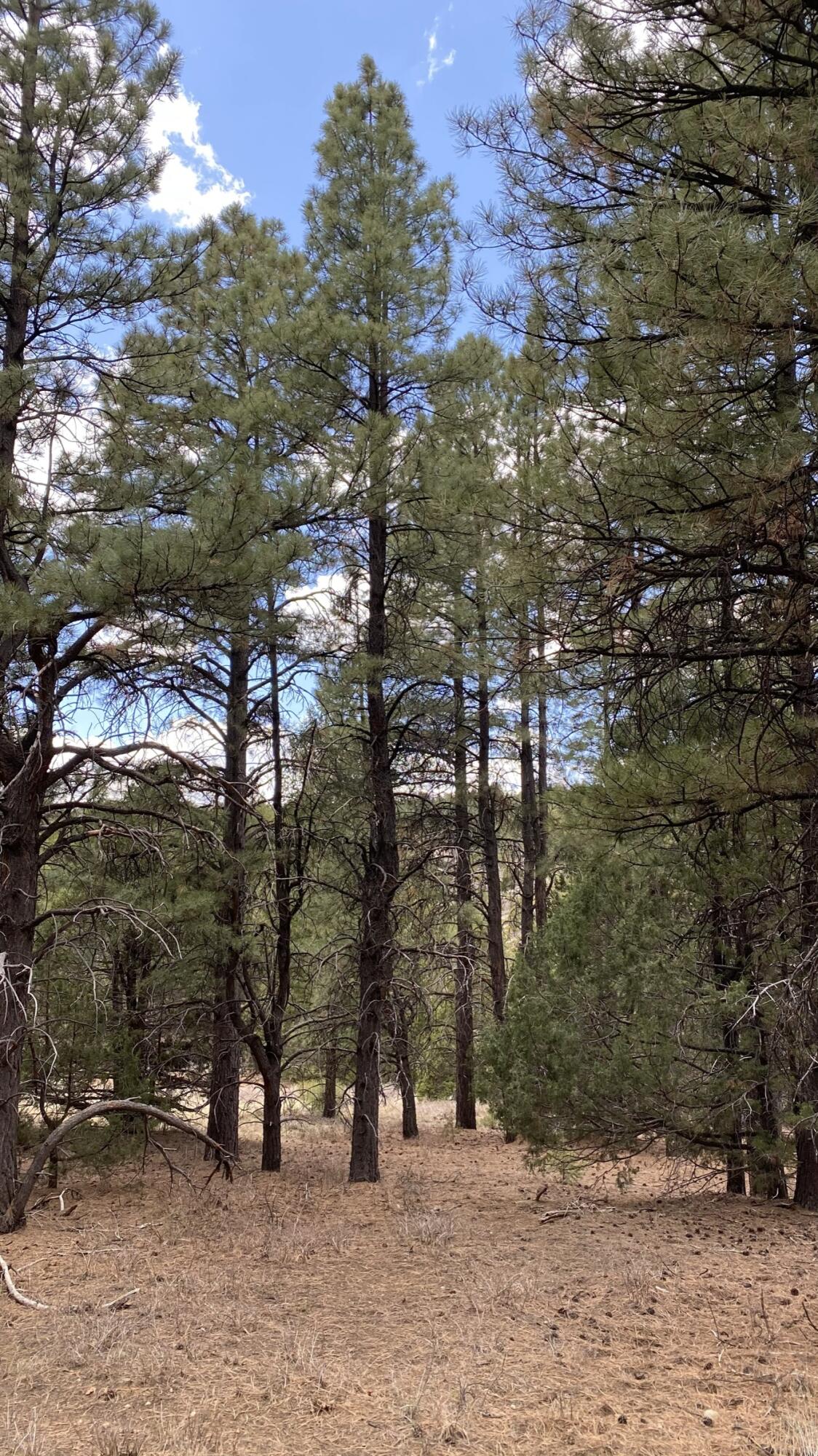 13 Elk Meadows Drive, For Sale in Duck Creek Zoocasa