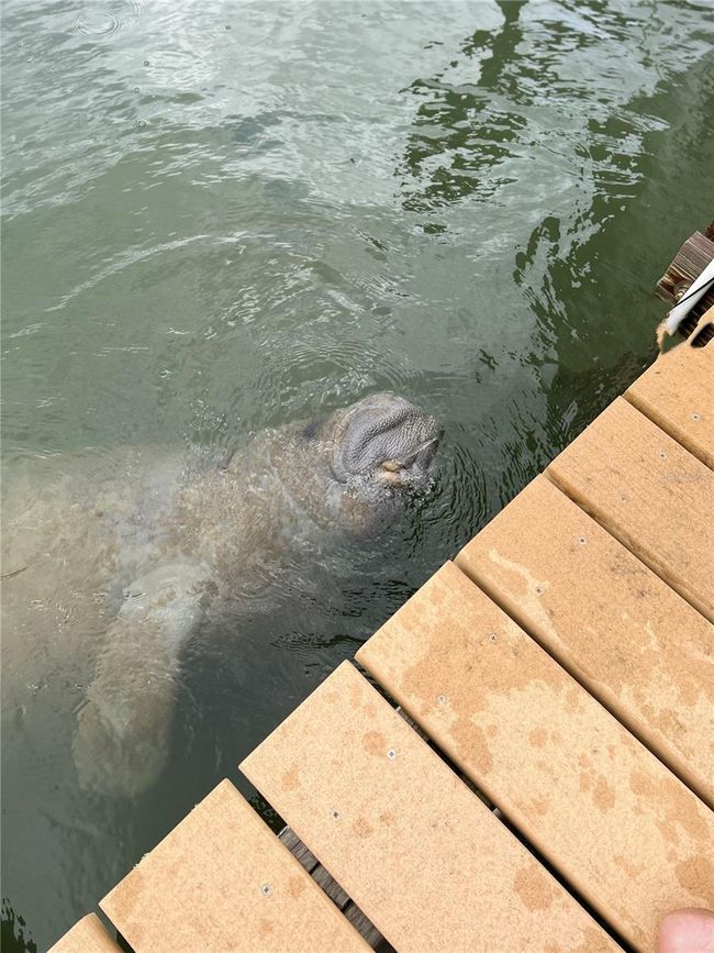 Manatee | Image 51