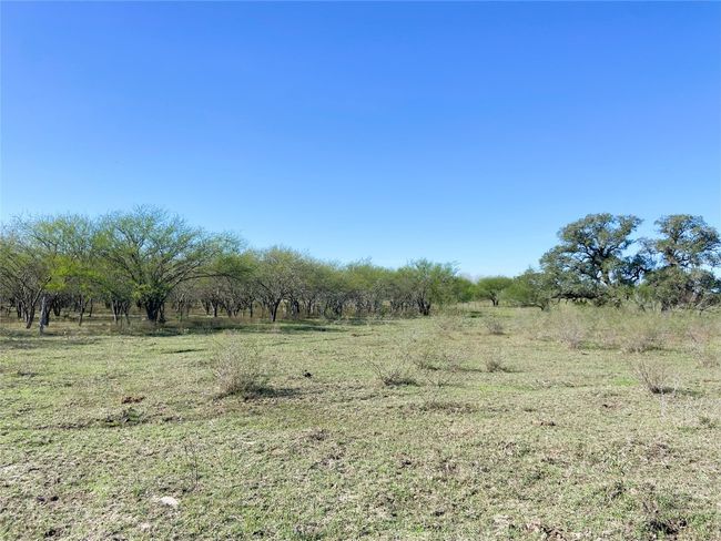Brush line looking west | Image 16