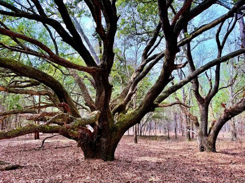 2400 River Rd, Greeleyville, SC, 29056-8981 | Card Image