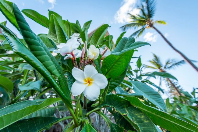 APT-301 - 938 S Kihei Rd, Condo with 1 bedrooms, 1 bathrooms and null parking in Kihei HI | Image 40
