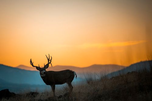 44625 Wild Horse Island Ln, Dayton, MT, 59914 | Card Image