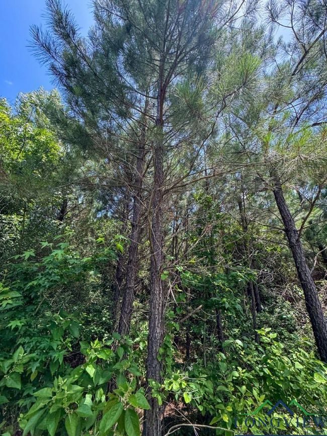 0000 Cr 1782, Home with 0 bedrooms, 0 bathrooms and null parking in Linden TX | Image 21