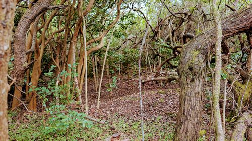 94-6579 Kamaoa Rd, NAALEHU, HI, 96772 | Card Image