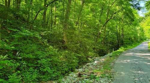 888 Hazel Patch Rd, East Bernstadt, KY, 40729-7911 | Card Image
