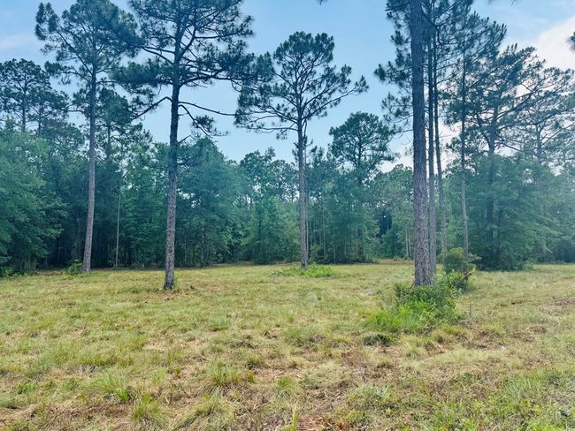 177 Skipper Rd, Home with 0 bedrooms, 0 bathrooms and null parking in Carrabelle FL | Image 8