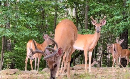 82 Monitor Dr, Ellijay, GA, 30540 | Card Image