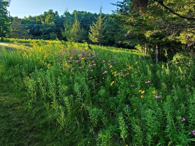 Wildflowers were seeded along the tree line | Image 44