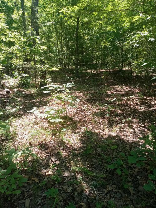 314 Country Springs Road, Glencoe, AR, 72539 | Card Image