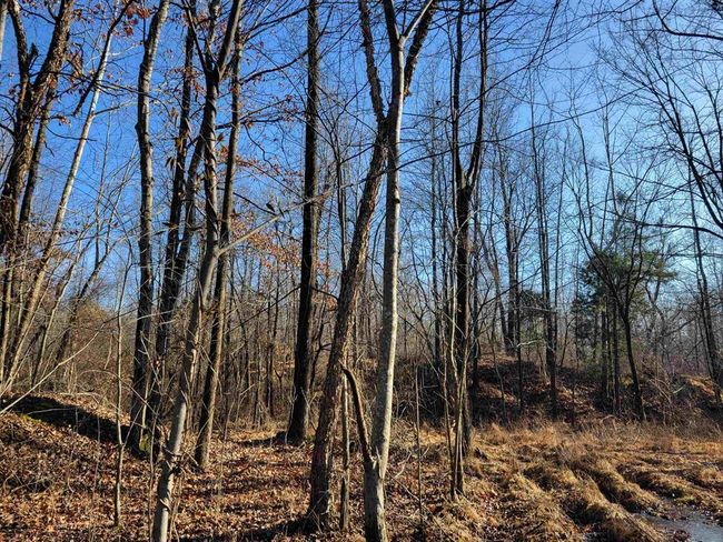 1250 Ashby Rd, Home with 0 bedrooms, 0 bathrooms and null parking in Centertown KY | Image 19