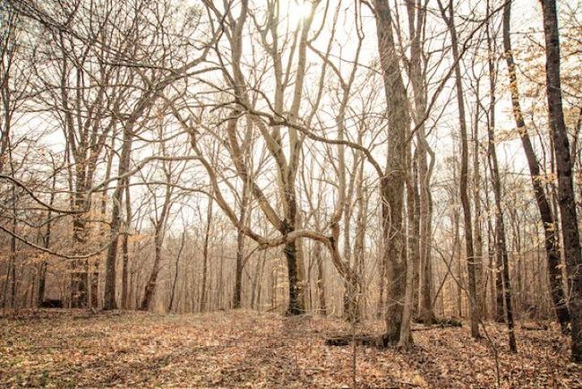 13300 Scottsville Rd, Home with 0 bedrooms, 0 bathrooms and null parking in Lucas KY | Image 6
