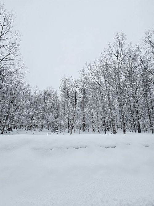 311 E Parkridge Dr, Mancelona, MI, 49659 | Card Image