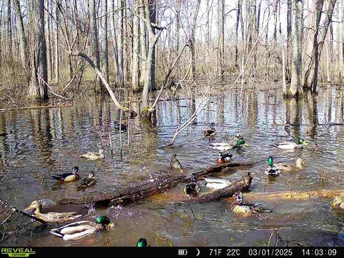 483 Phillips 131 Rd, Marvell, AR, 72366 | Card Image