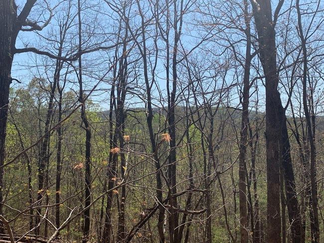91 - 43 Old Burnt Mountain Rd, Home with 0 bedrooms, 0 bathrooms and null parking in Ellijay GA | Image 23