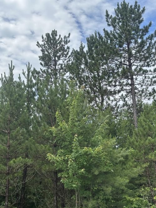 lot-13-rns-NEAR Cth Y S, Tomahawk, WI, 54487 | Card Image