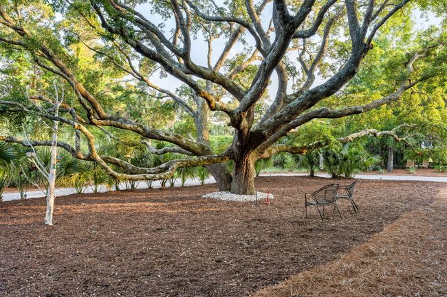 Gorgeous Oak Tree | Image 58