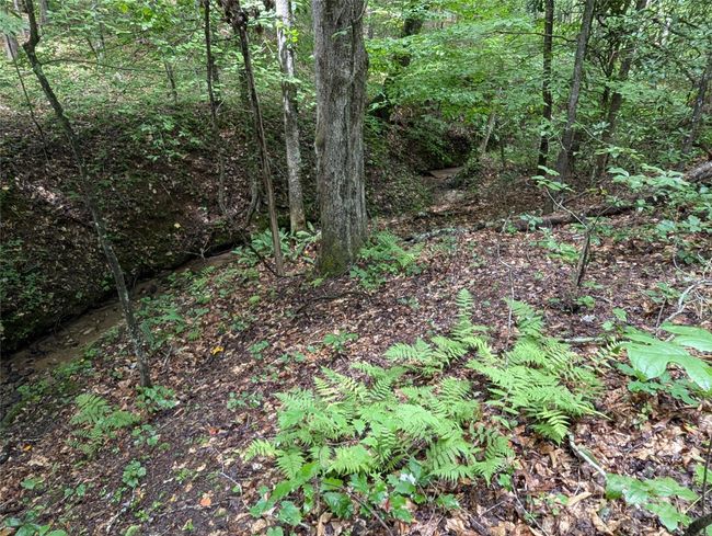View of Stream~~ | Image 17