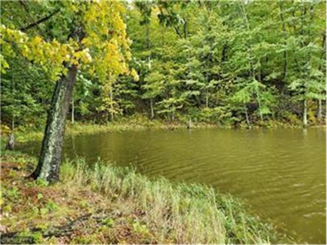 Pond | Image 5