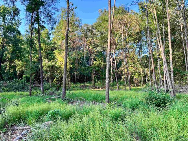 2735 Brandy Rd, Home with 0 bedrooms, 0 bathrooms and null parking in New Diana TX | Image 18